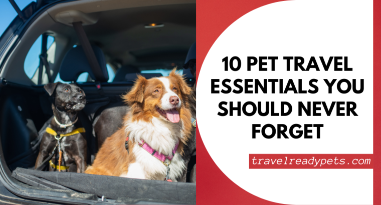 10 Pet Travel Essentials You Should Never Forget