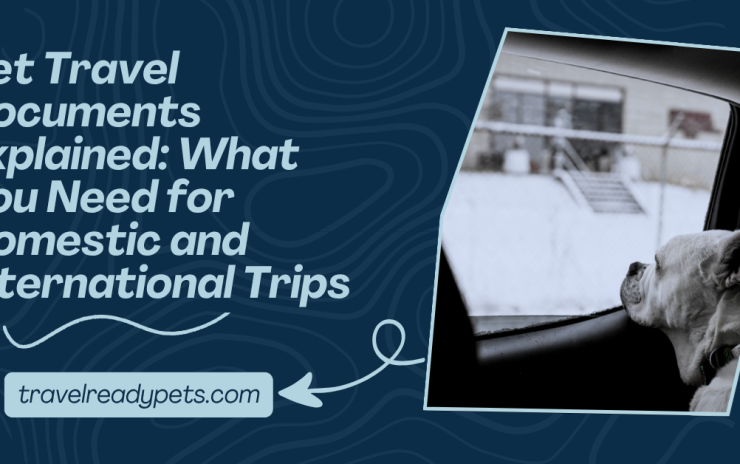 Pet Travel Documents Explained: What You Need for Domestic and International Trips